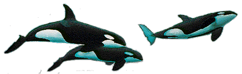 Imagen animada Orca 15 