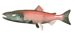 Imagen animada Salmon 02 