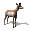 Imagen animada Antilope 03 