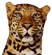 Imagen animada Leopardo 02 
