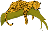 Imagen animada Leopardo 03 