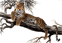 Imagen animada Leopardo 05 