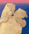 Imagen animada Oso Polar 09 