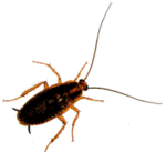 Imagen animada Cucaracha 03 