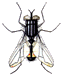 Imagen animada Insecto 112 