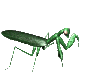 Imagen animada Insecto 115 