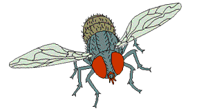 Imagen animada Insecto 118 