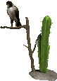 Imagen animada Cactus 15 